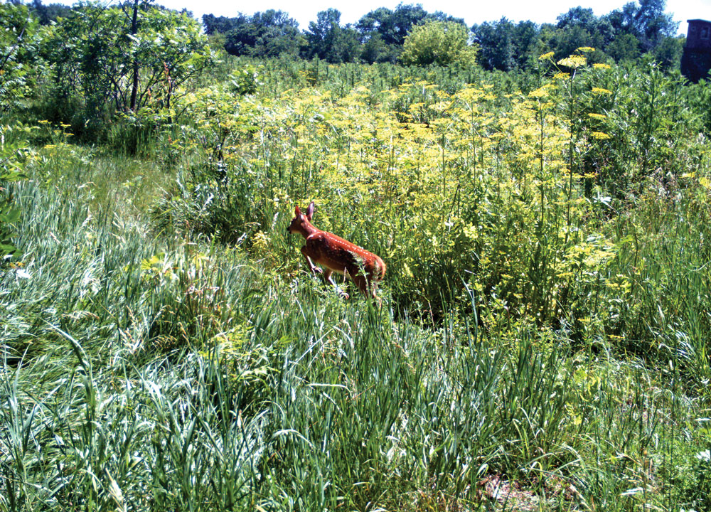 wild parsnip and dogs