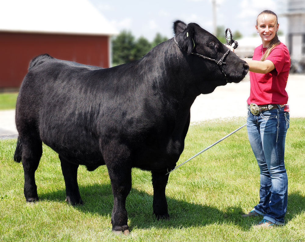 Fair quality: Floyd County teen’s steer part of governor’s charity show