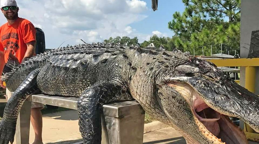 Jung got his gator: Georgia hunt a success