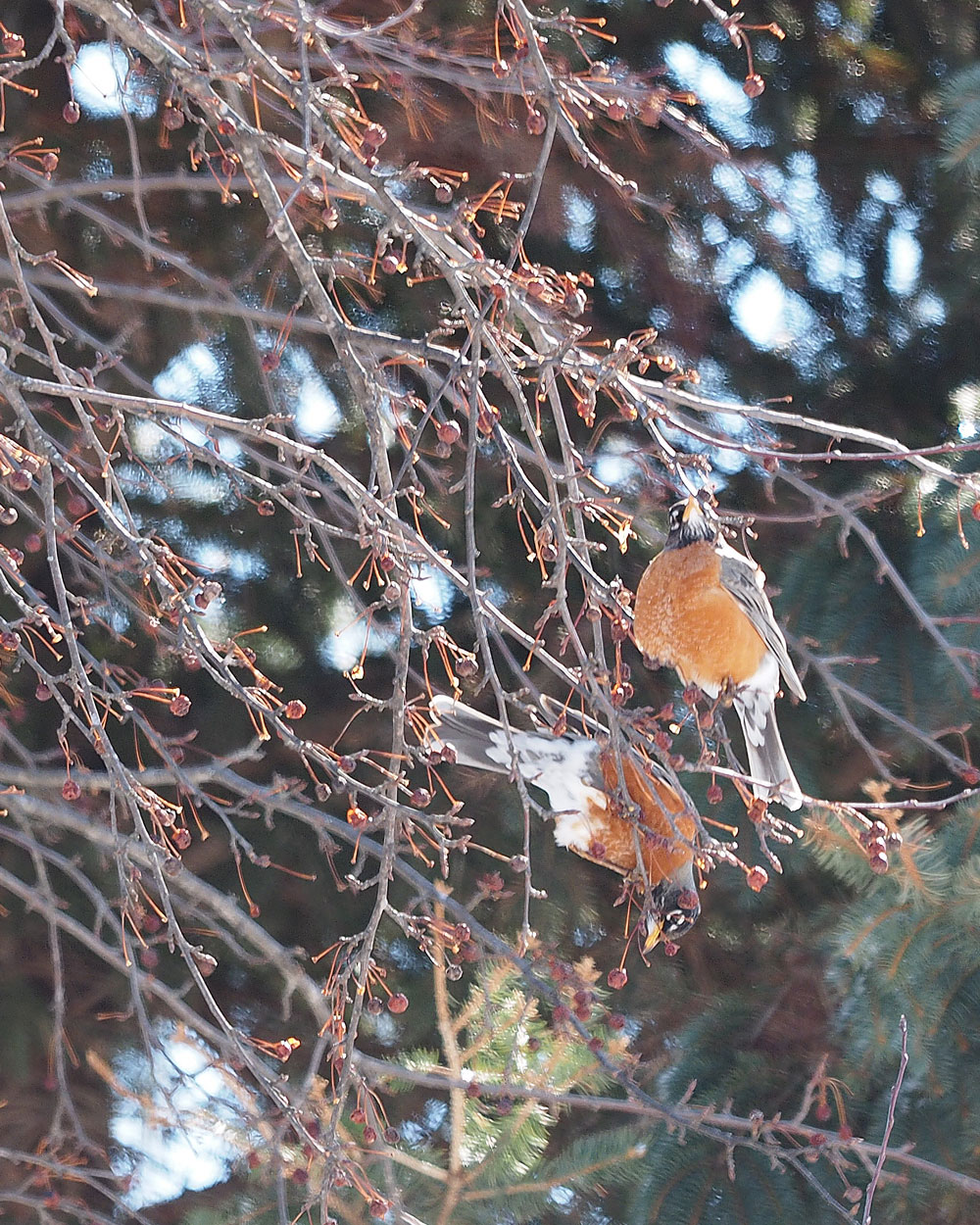 A feast for robins